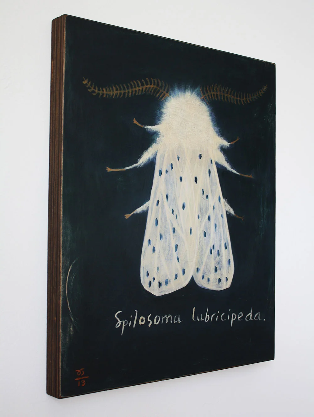 moth1.jpg
