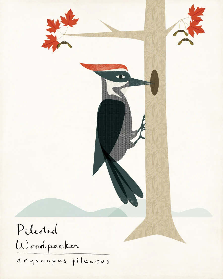 woodpecker-web2.jpg