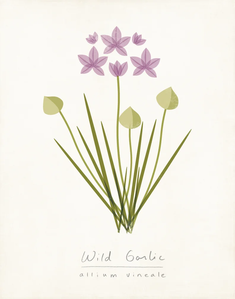wild-garlic-amy-sullivan.jpg