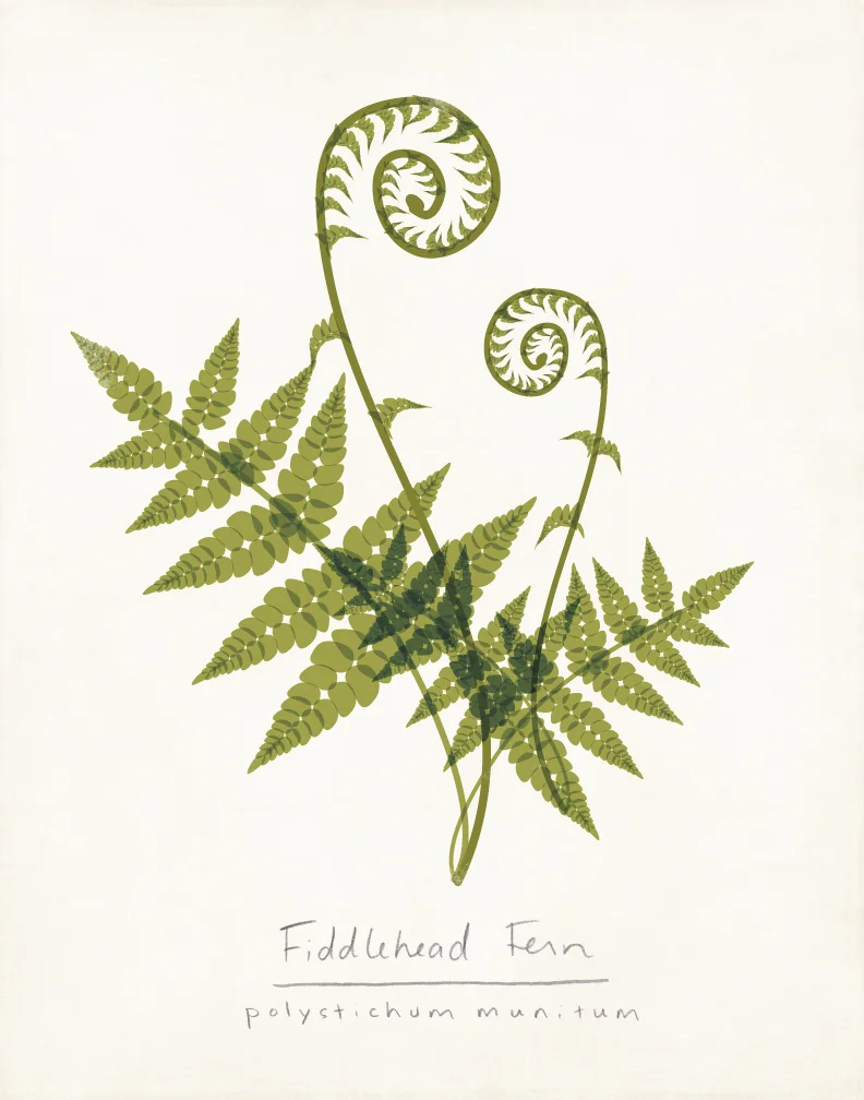 fiddlehead-draft.jpg