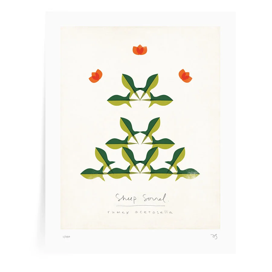 Sheep-sorrel-amy-sullivan.jpg