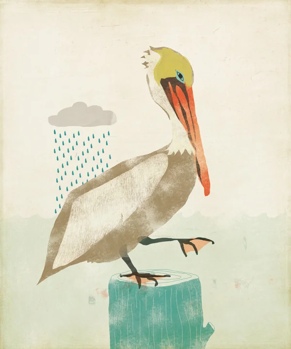 pelicanweb.jpg