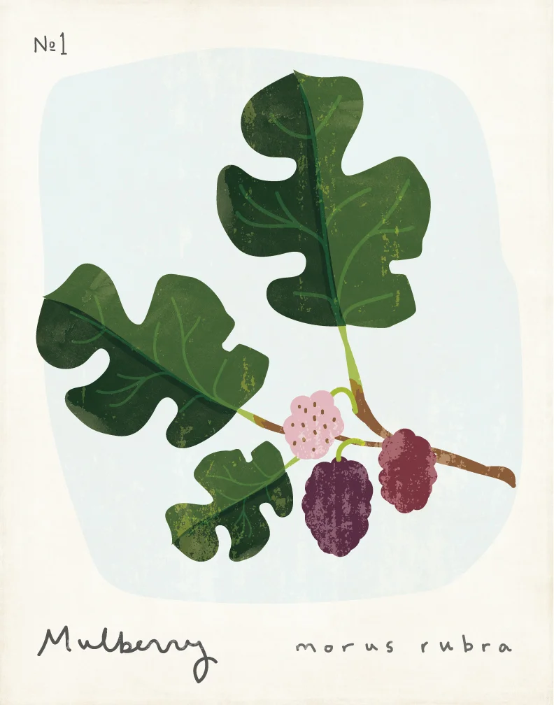 mulberry.jpg