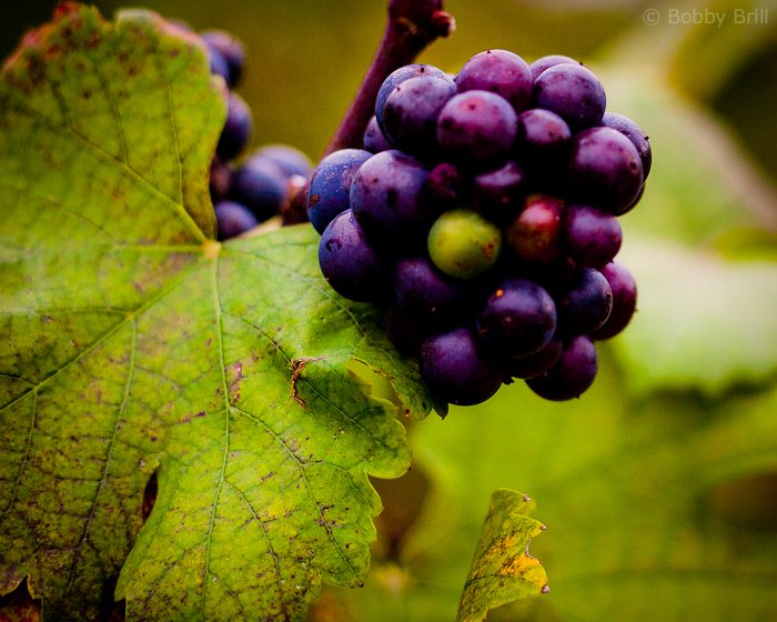 Grape wine is now fast becoming a popular product in areas like Qingdao and the north east of China. 