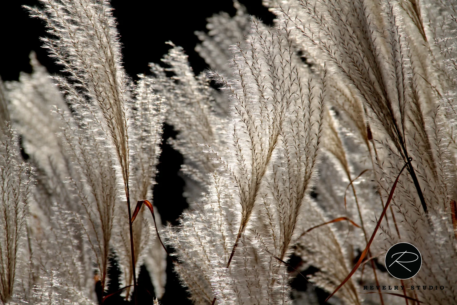 IMG_0484 copysml.jpg