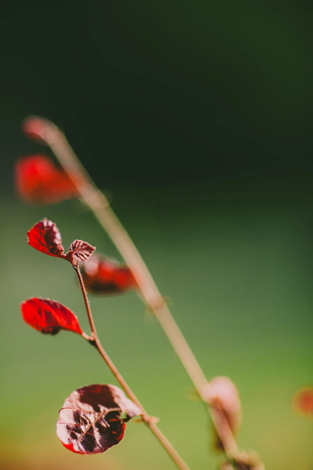 20130712 2013 07 12 - Wide Open - 1065.jpg