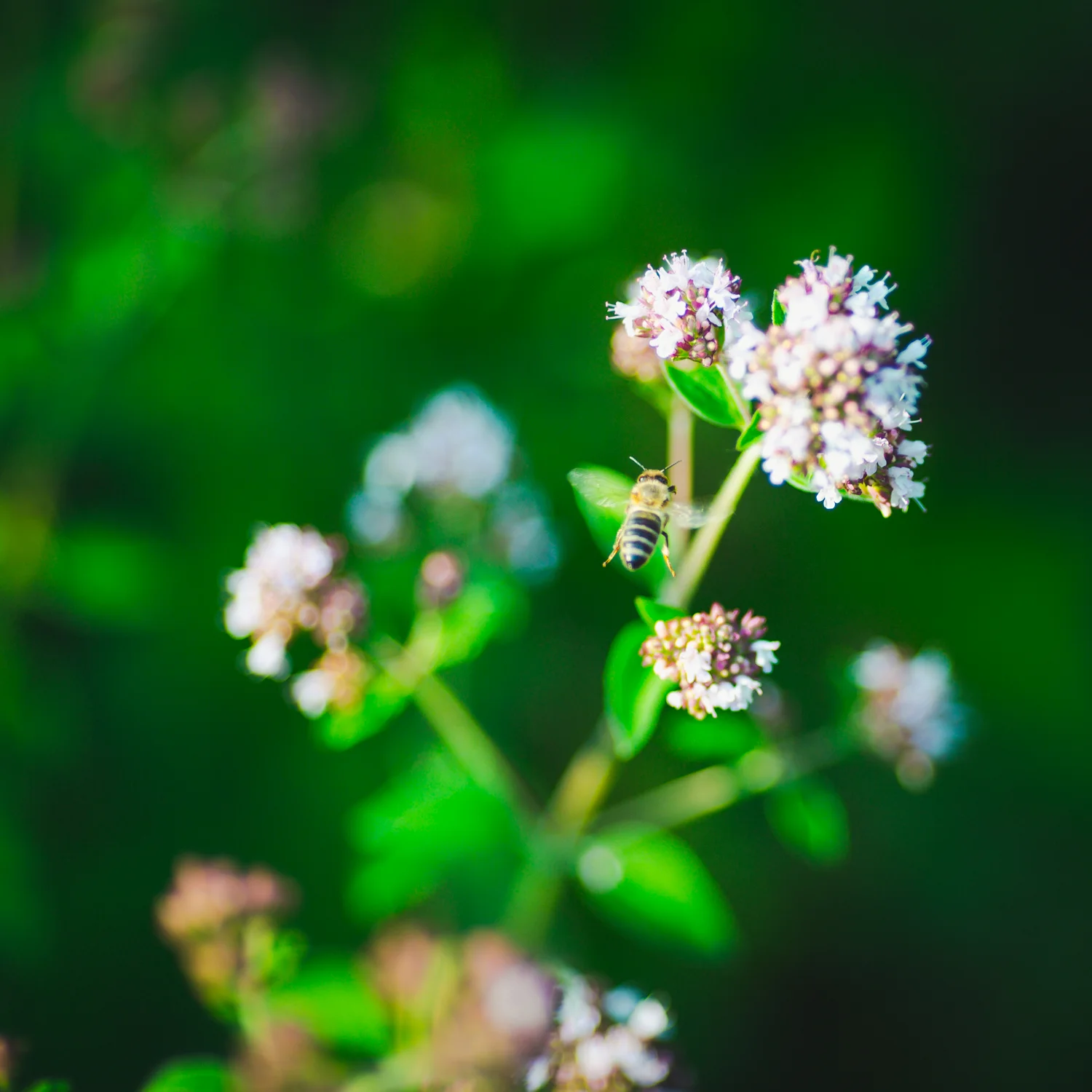 20130712 2013 07 12 - Wide Open - 1129.jpg