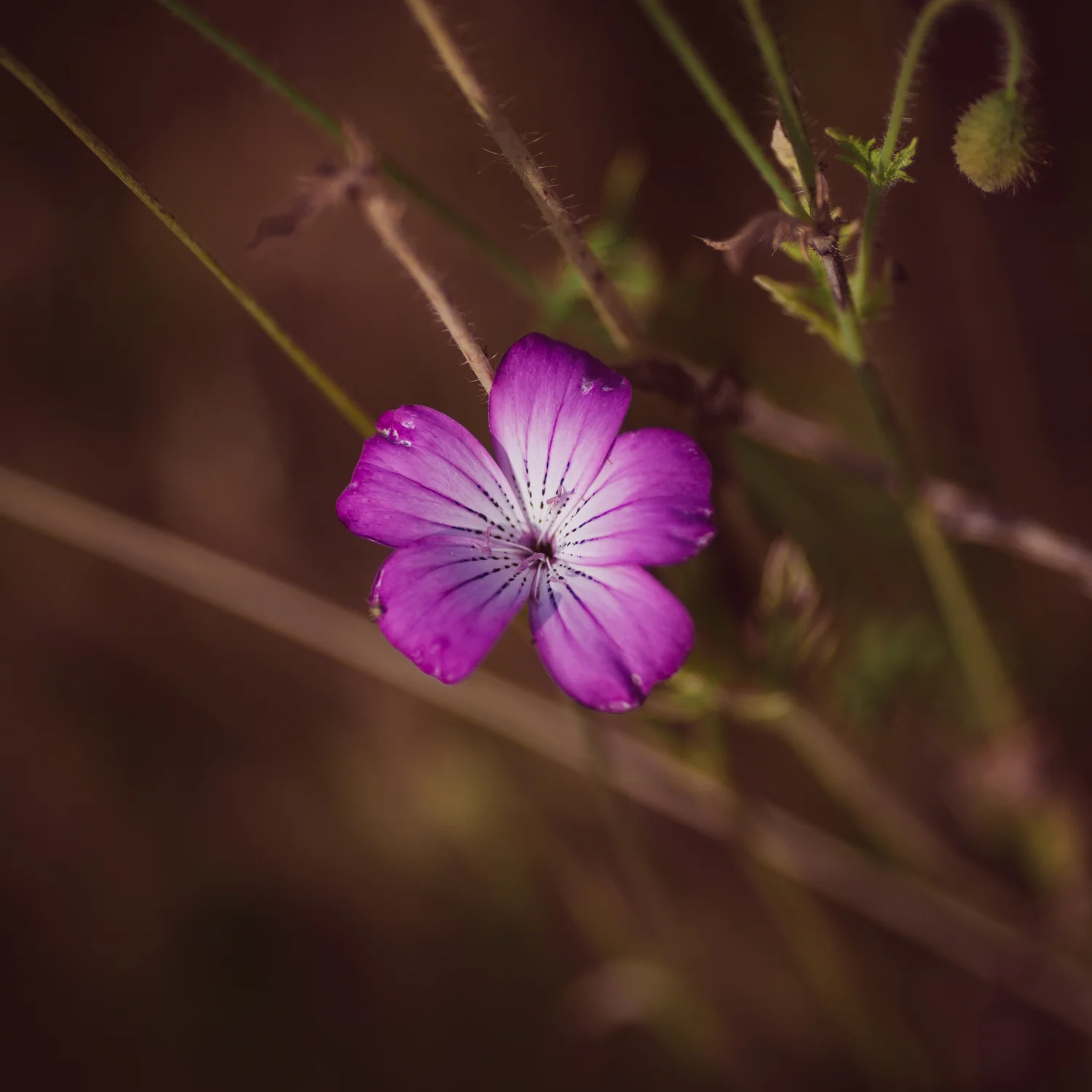 20130712 2013 07 12 - Wide Open - 1150.jpg