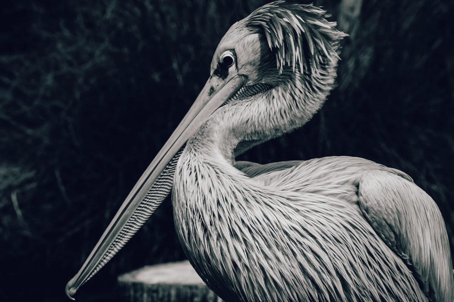 Zoo Amnéville-3.jpg