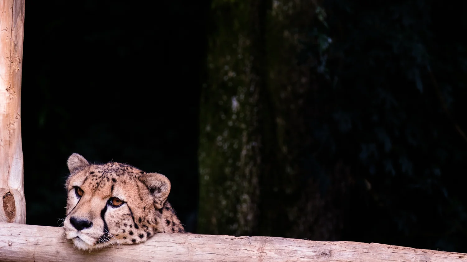 Zoo Amnéville-7.jpg