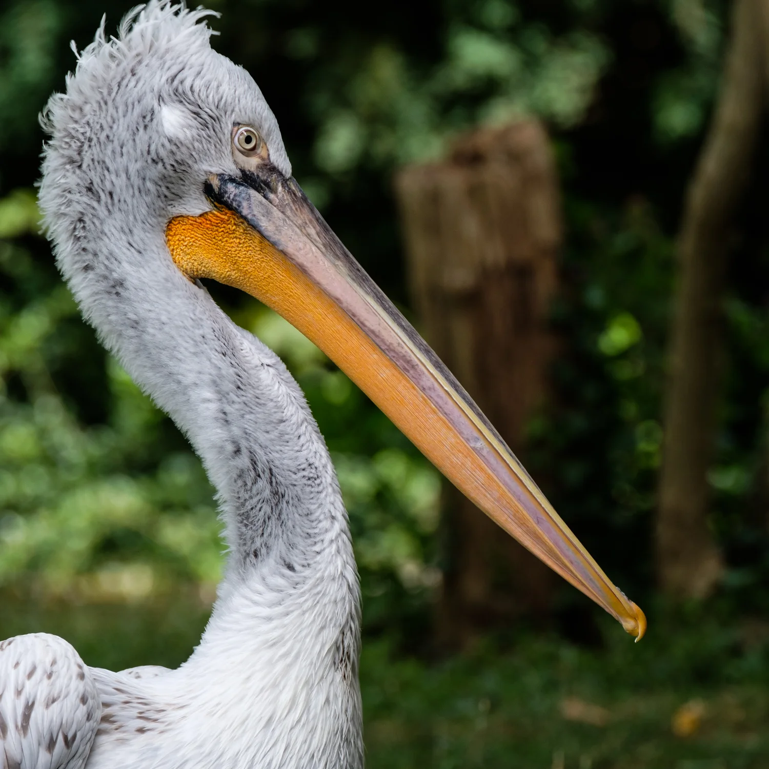 Zoo Amnéville-10.jpg