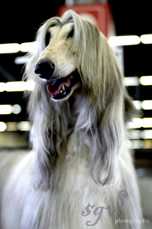 dog_show_afghan_blog.jpg