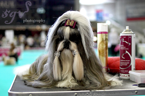 dog_show_shih_tzu_blog.jpg