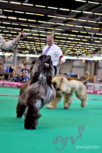 dog_show_afghan_defile_blog.jpg