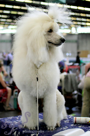 dog_show_caniche_blog.jpg