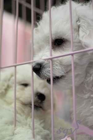 expo_bichons_web.jpg