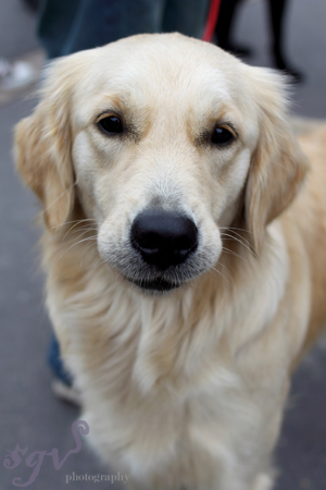 expo_chien_web.jpg