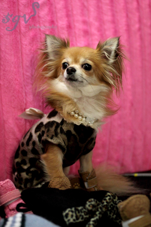 expo_chihuahua_pose_web.jpg