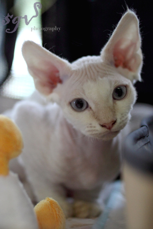 expo_devon-rex_chaton_web.jpg