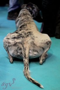 expo_greyhound-dos_web.jpg