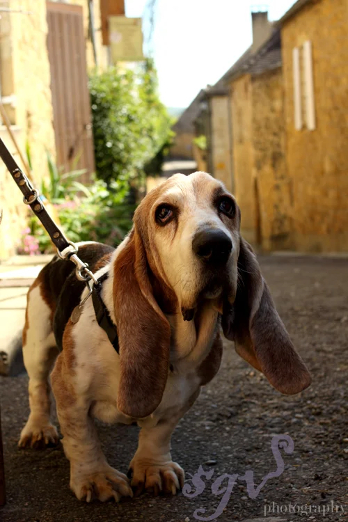 chien_dordogne_web.jpg