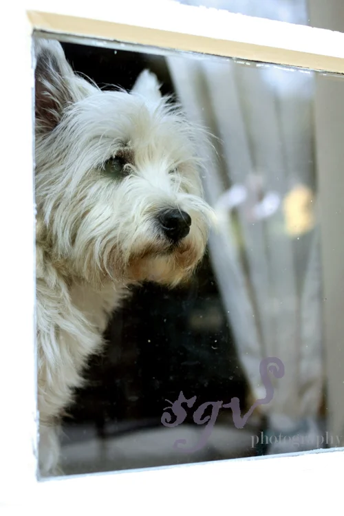 chien_fenetre_web.jpg