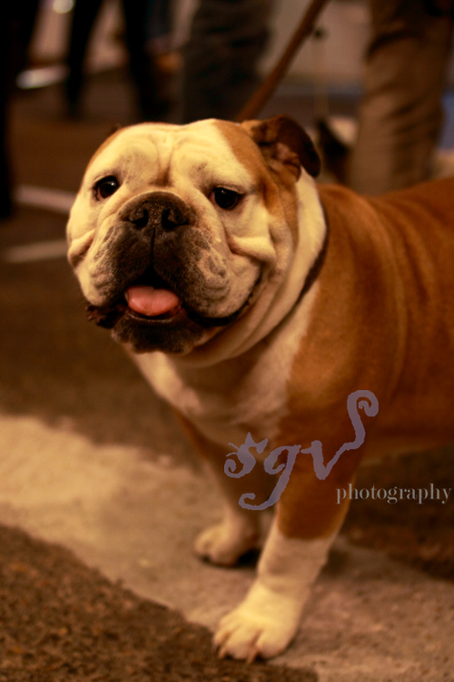 dog_show3_web.jpg