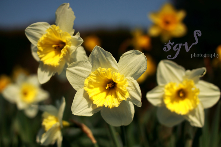 daffodils_web.jpg
