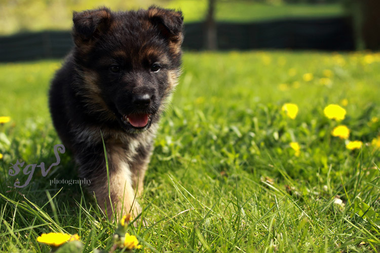 chiot_portrait5_web.jpg