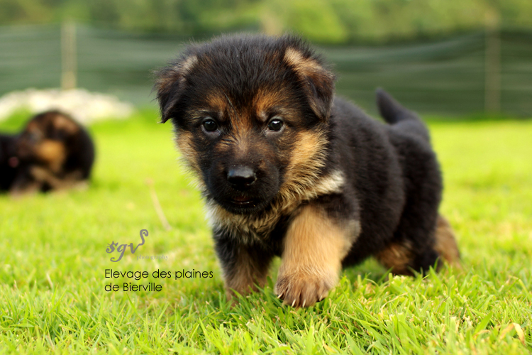 chiot1_web.jpg