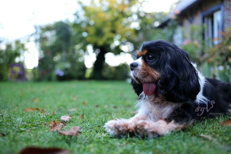 maggie_resting_web.jpg