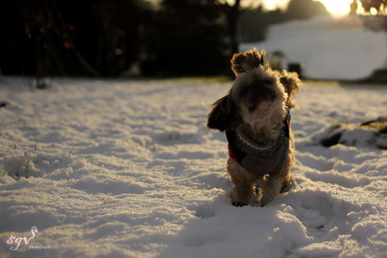 sgv_snow4_web.jpg