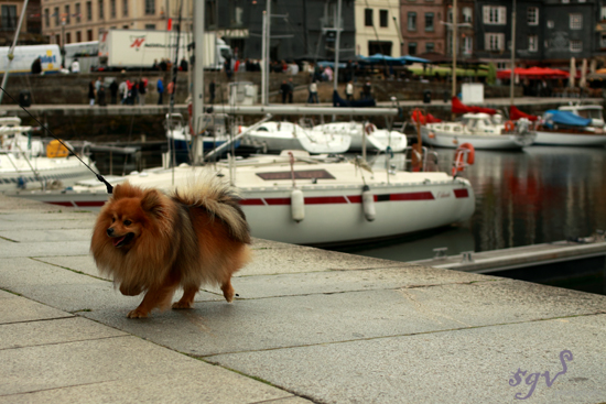 sgv_honfleur1_web.jpg