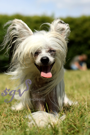 chinese_crested.jpg