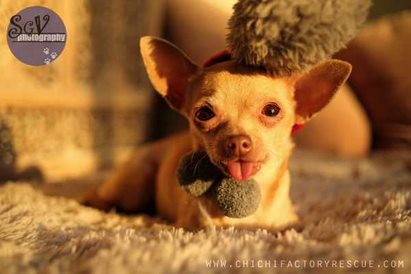 muffin3_nathalie_web.jpg