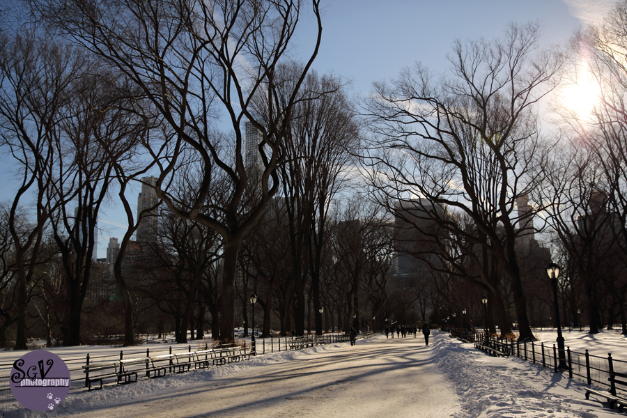 central_park_web.jpg