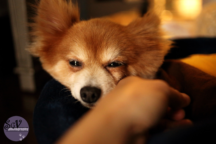 hammie_relaxed_web.jpg