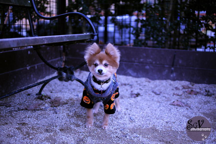 hammie_dogpark_web.jpg