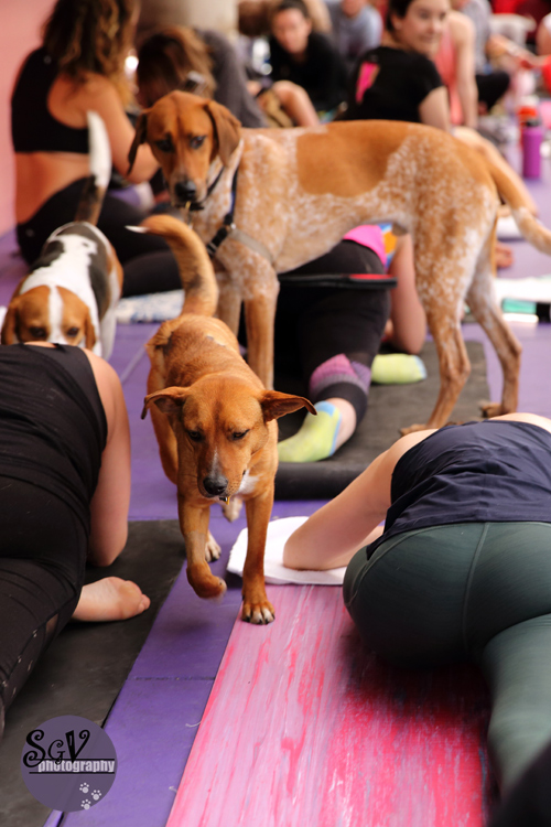 yoga_dogs10_web.jpg