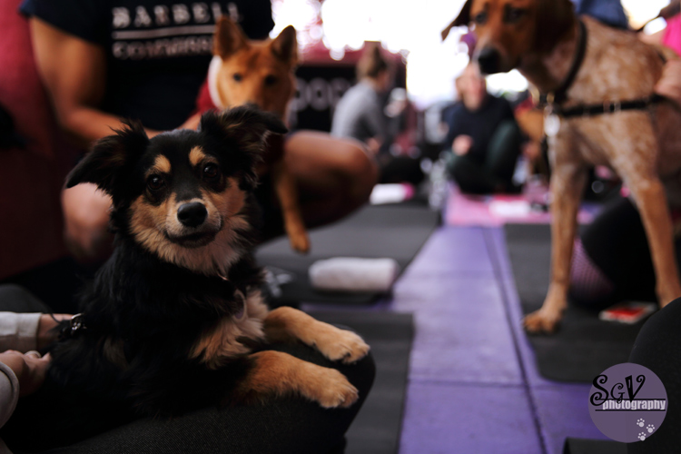 yoga_dogs1_web.jpg