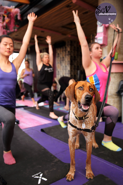 yoga_dogs7_web.jpg