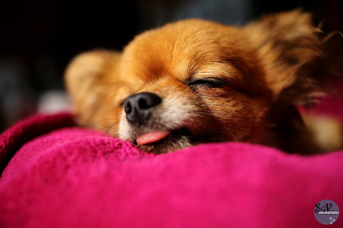 bootch_dort_web.jpg