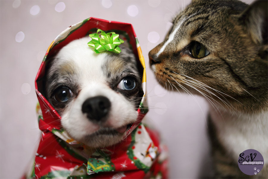 pro_xmas_web.jpg