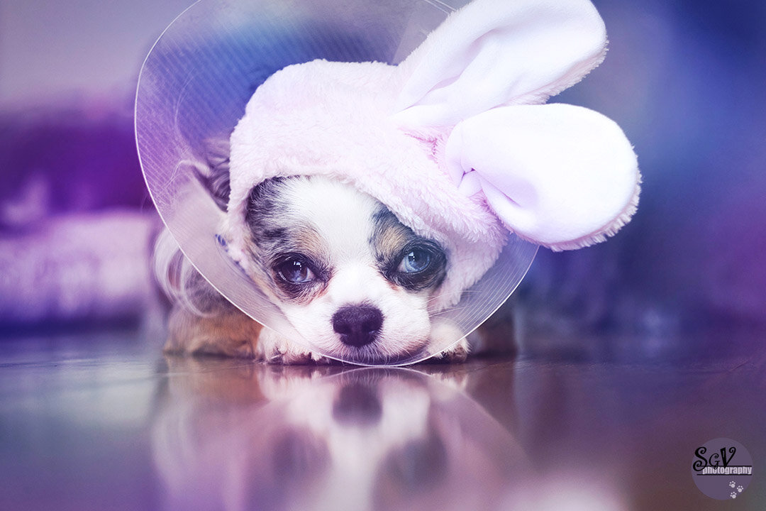 pro_easter2_web.jpg