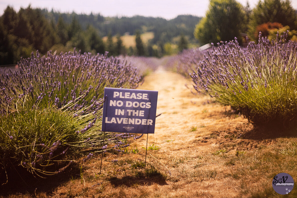 lavender_web.jpg