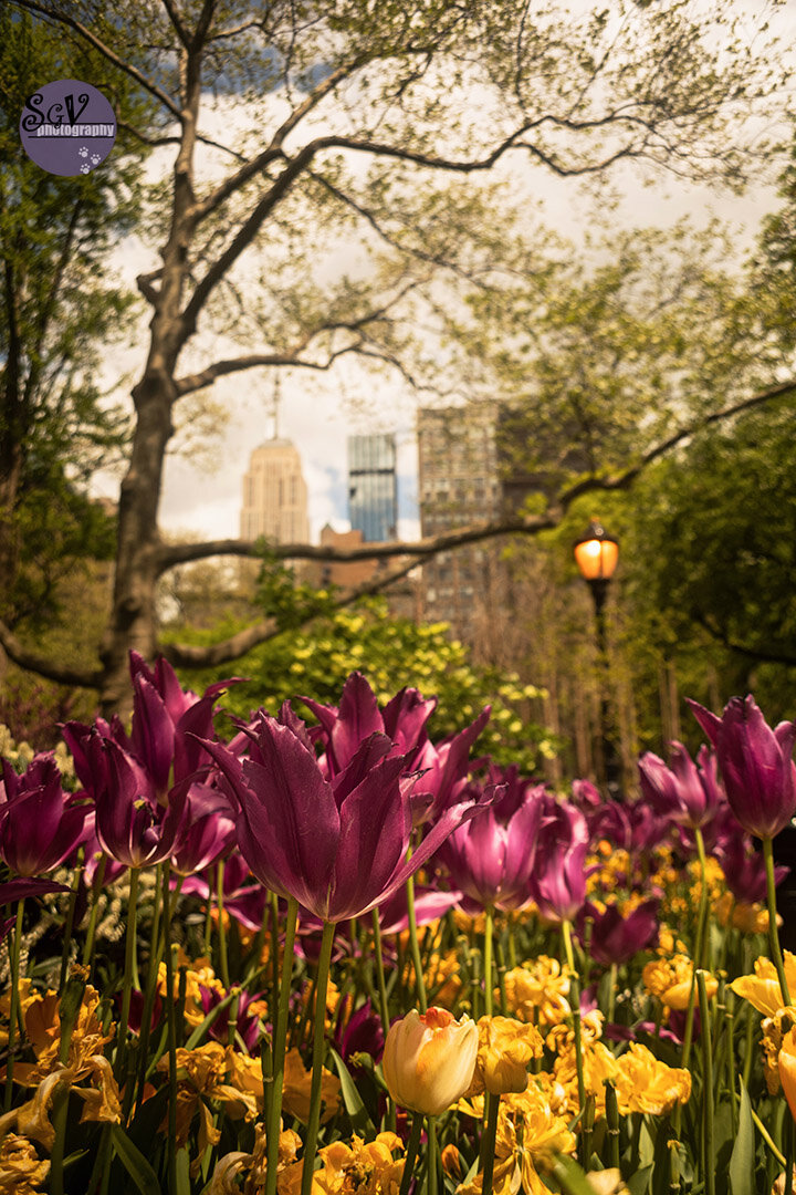 tulips_nyc_web.jpg