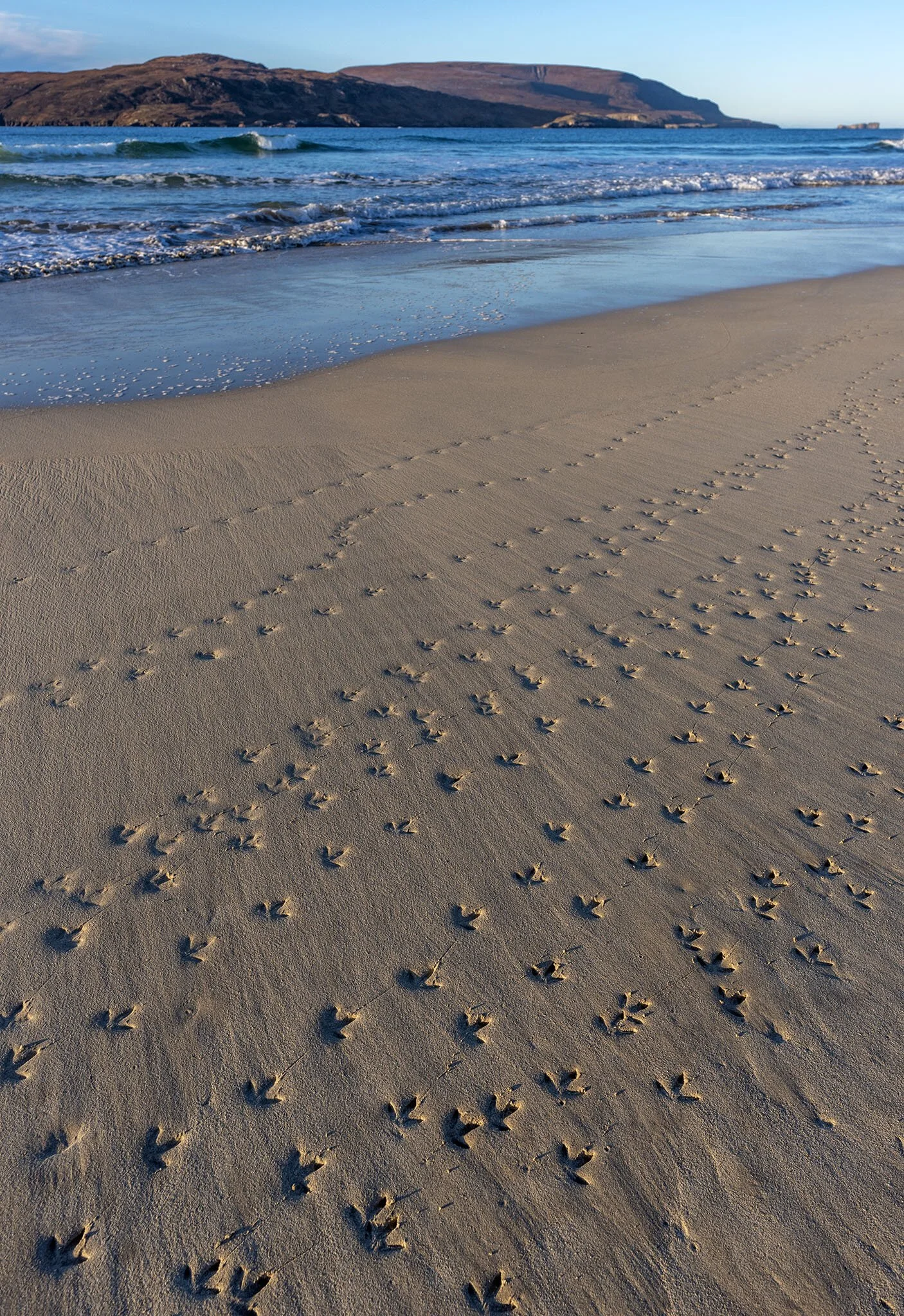 Oystercatcher tracks on a beach in Sutherland