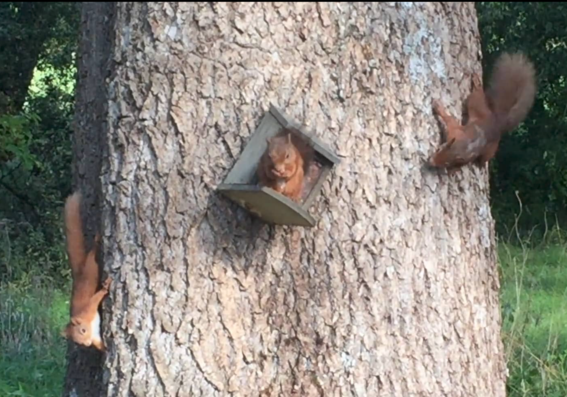 Red squirrels in Strath Tay