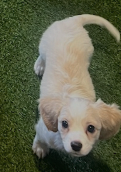 Screenshot 2026-03-14 at 4.51.01 PM.png