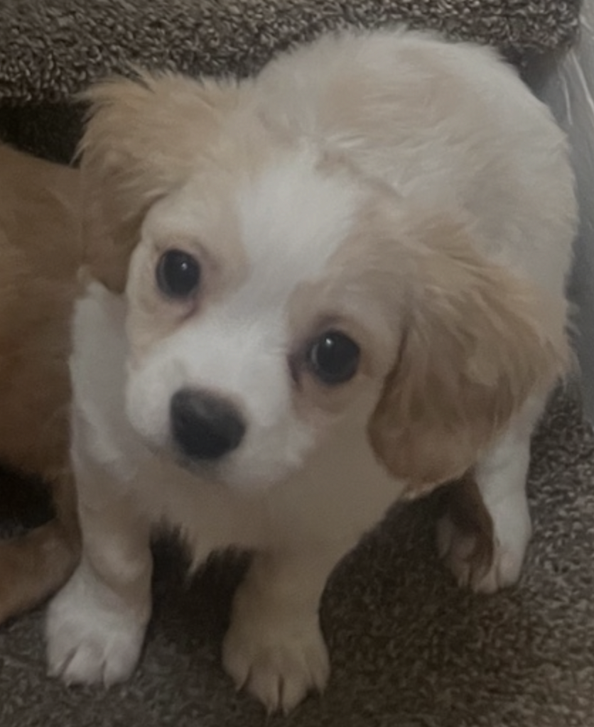 Screenshot 2026-03-14 at 4.51.14 PM.png